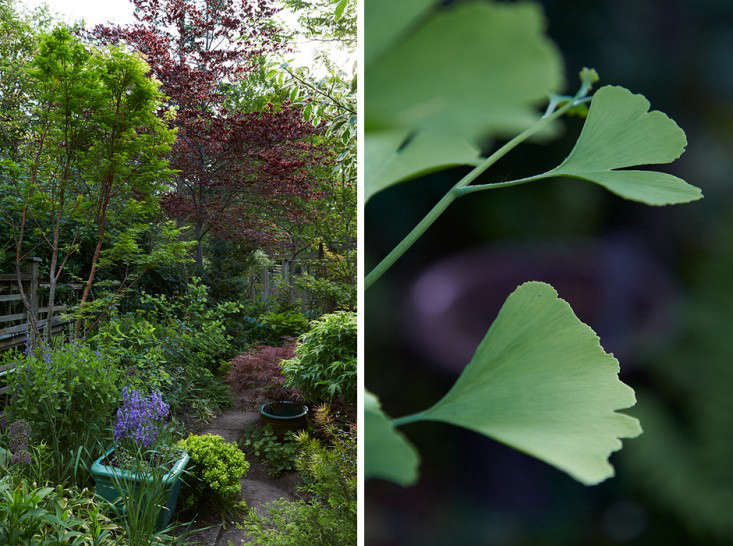 ginkgo-maples-Marjorie-Harris-Toronto-garden-Gardenista